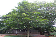 Citharexylum spinosum